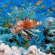 diving underwater biology fish coral coral reef 619559 pxhere.com